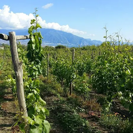 Κατάλυμα σε φάρμα Vesuvio E Wine Experience *