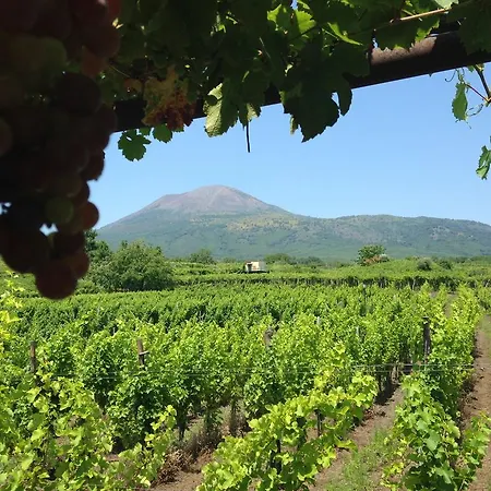 Фермерский дом Vesuvio E Wine Experience *